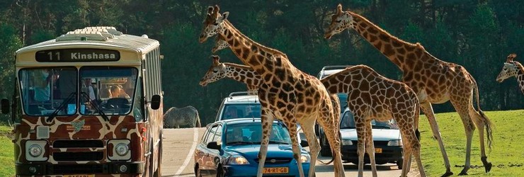 Safaripark de Beekse Bergen