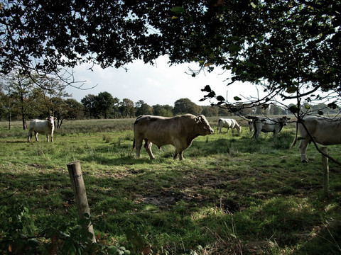 Brabant Landscape