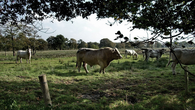 Brabant Landscape