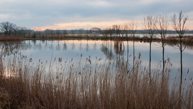 Biesbosch