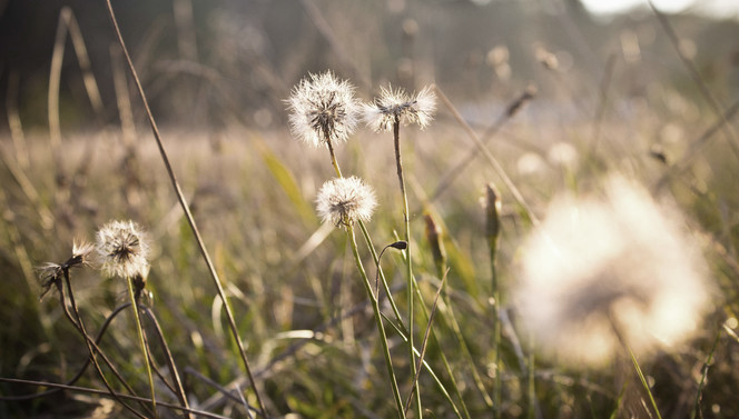 Natuur-paardebloem