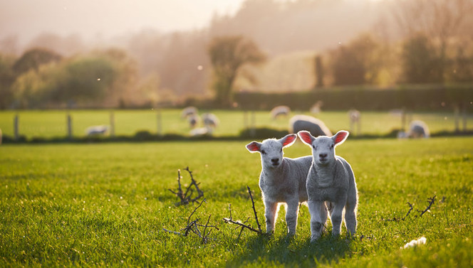 lammetjes-wei-lente