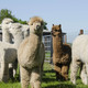 Alpacafarm Vorstenbosch